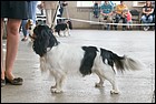 HEAVEN FORBIT DU CHATEAU NOBLESSE exc2 ЮCC.jpg